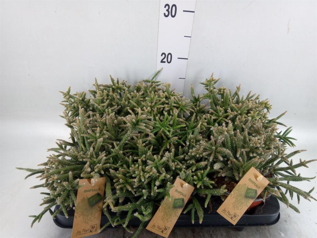 Горшечные цветы и растения оптом Rhipsalis Baccifera Subsp. Horrida от 6шт из Голландии с доставкой по России