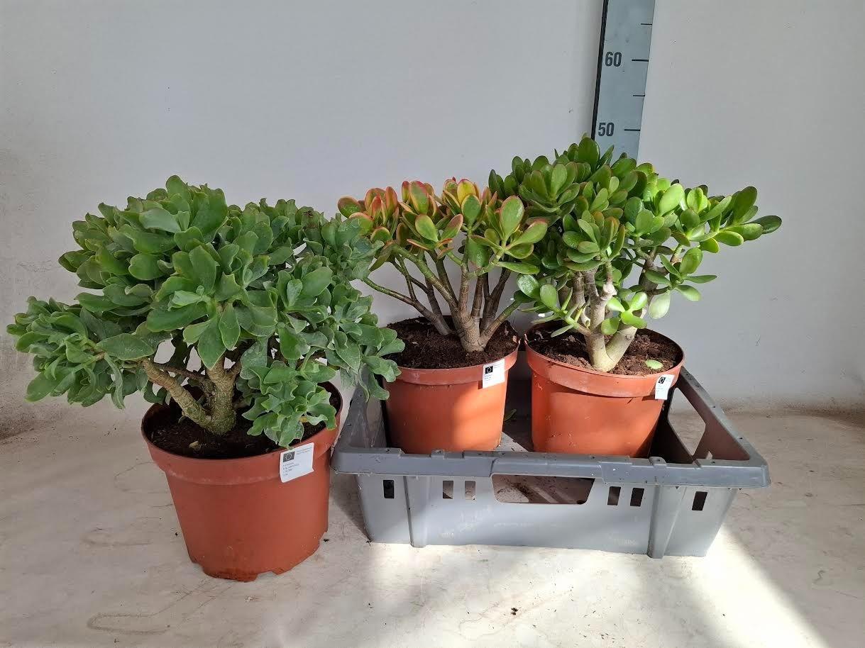 Горшечные цветы и растения оптом Crass Gem от 3шт из Голландии с доставкой по России