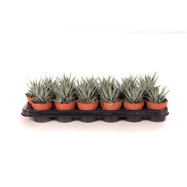 Горшечные цветы и растения оптом Haworthia Big Band от 18шт из Голландии с доставкой по России