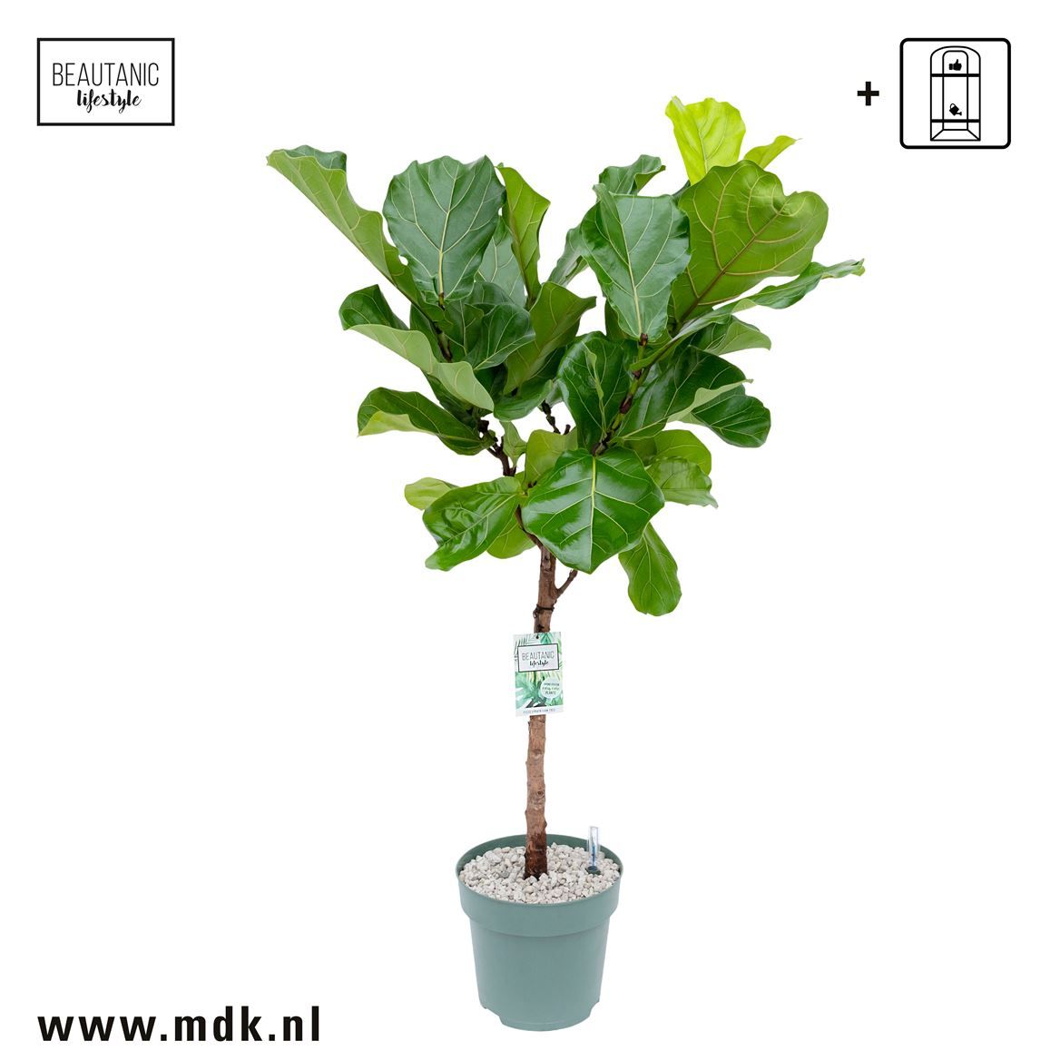 Горшечные цветы и растения оптом Ficus Lyrata On Stem от 1шт из Голландии с доставкой по России
