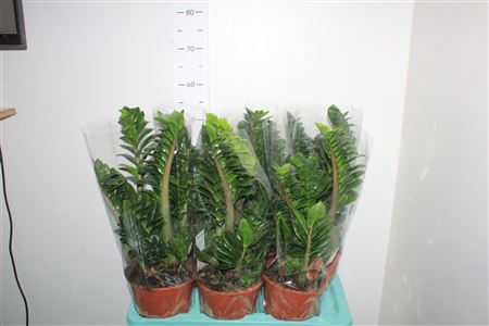 Горшечные цветы и растения оптом Zamioculcas Zenzi 5-6+++ от 6шт из Голландии с доставкой по России