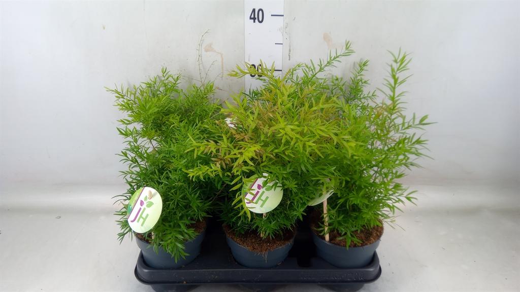 Горшечные цветы и растения оптом Asparagus   ...mix от 6шт из Голландии с доставкой по России