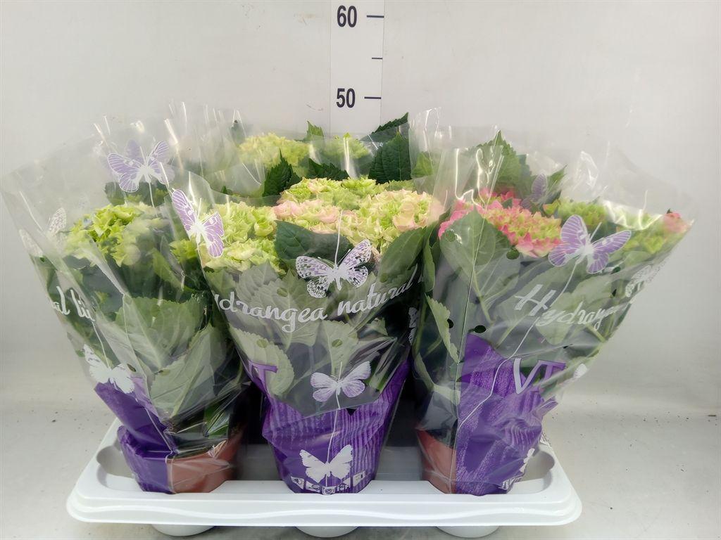 Горшечные цветы и растения оптом Hydrangea Mac.   ...mix от 6шт из Голландии с доставкой по России