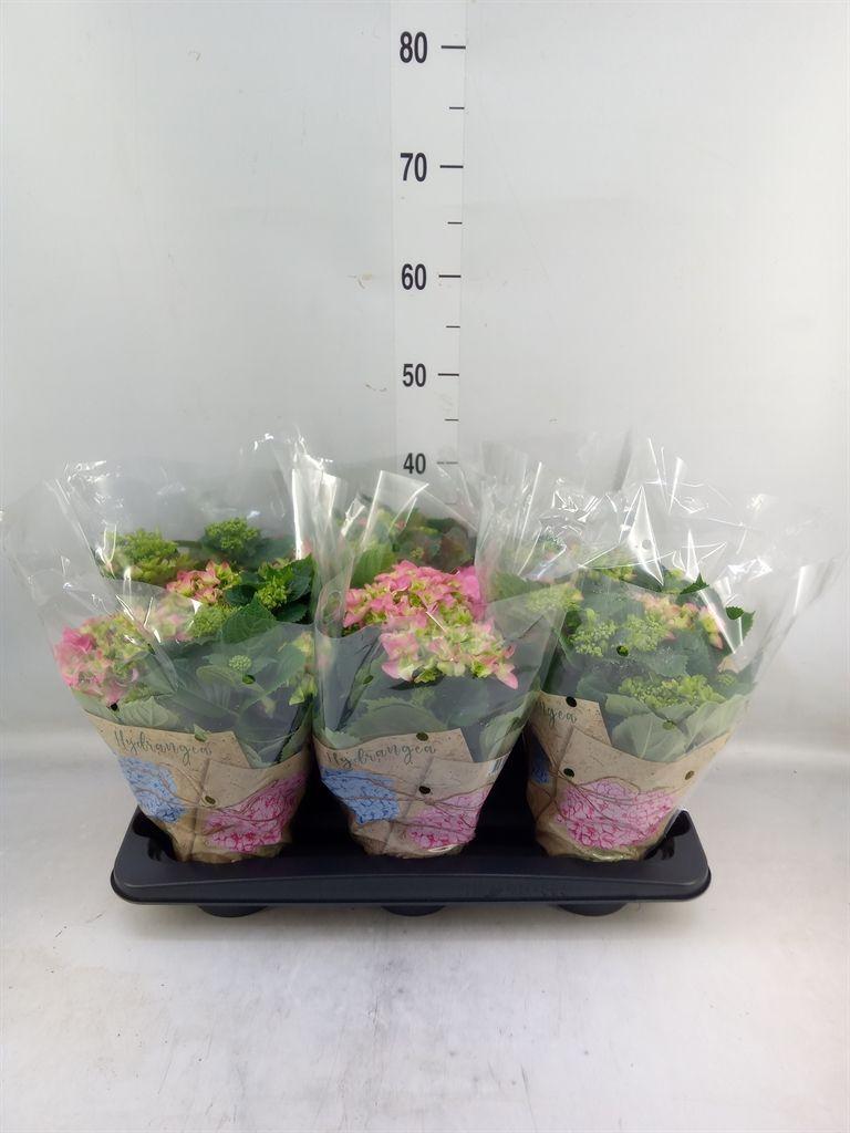 Горшечные цветы и растения оптом Hydrangea Ma Early Rosa 6+ от 6шт из Голландии с доставкой по России