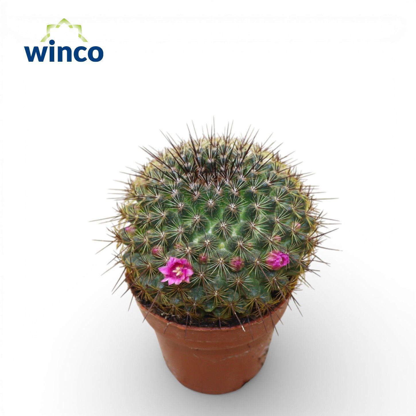 Горшечные цветы и растения оптом Mammillaria Ginsa Maru (flowering) от 18шт (для телеги) из Голландии с доставкой по России