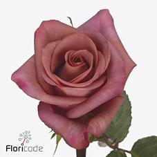 Срезанные цветы оптом Rosa large barista от 60шт из Голландии с доставкой по России