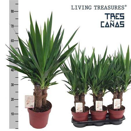 Горшечные цветы и растения оптом Yucca Maya On Stem Stem от 3шт из Голландии с доставкой по России