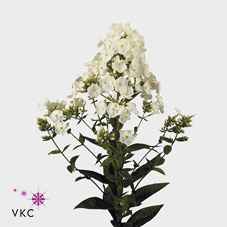Срезанные цветы оптом Phlox icecap от 100шт из Голландии с доставкой по России