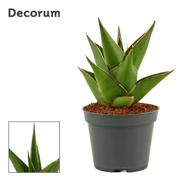 Горшечные цветы и растения оптом Sansevieria Temple Crown (decorum) от 14шт (для телеги) из Голландии с доставкой по России