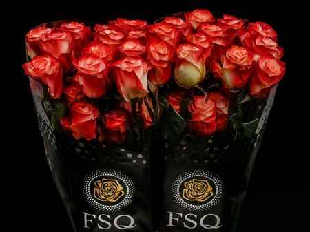 Срезанные цветы оптом Rosa ec farfalla от 40шт из Голландии с доставкой по России