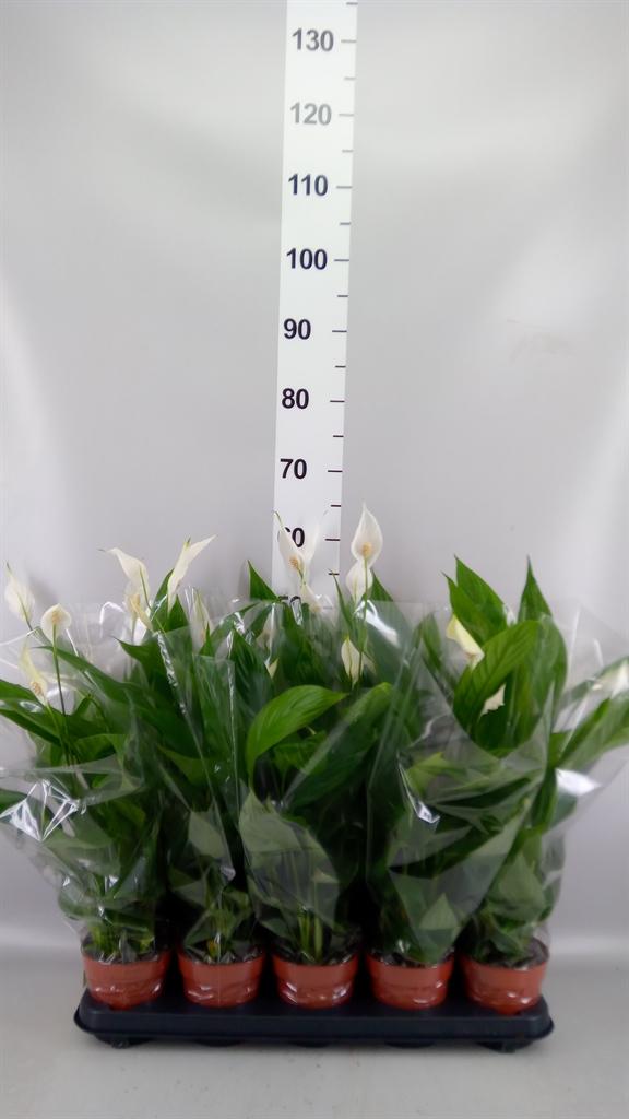Горшечные цветы и растения оптом Spathiphyllum alana от 10шт из Голландии с доставкой по России