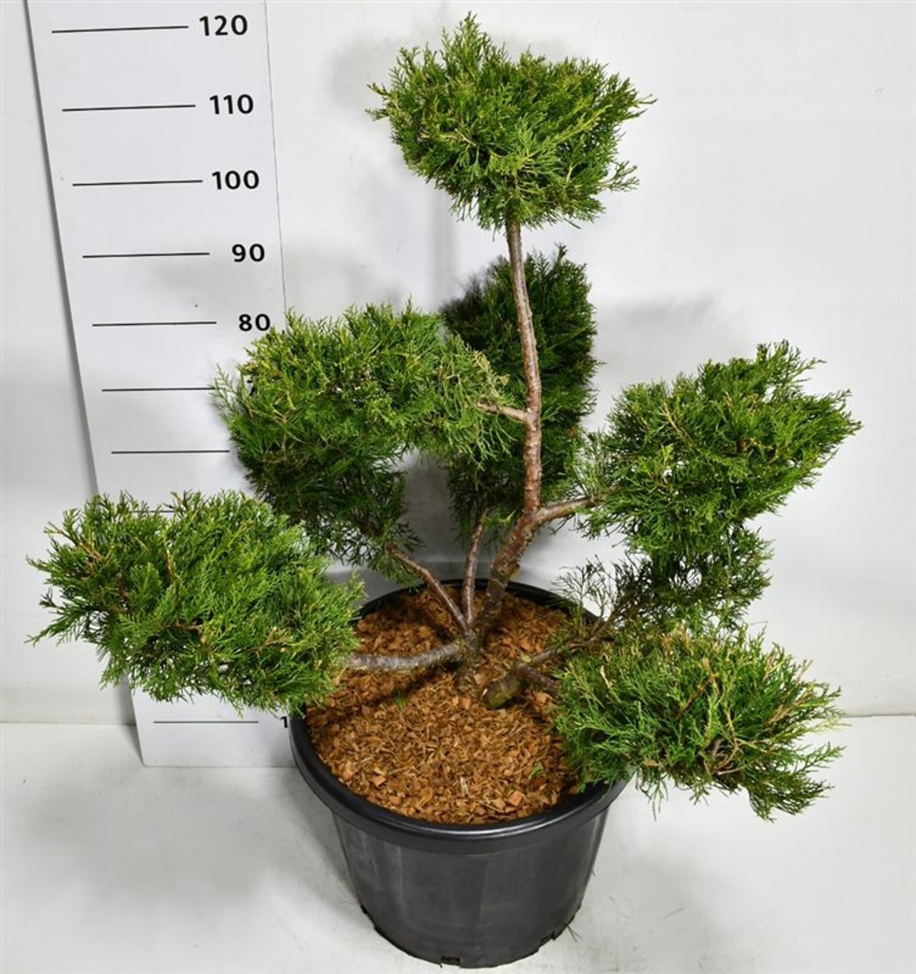 Горшечные цветы и растения оптом Juniperus Chin Kuriwao Gold от 1шт из Голландии с доставкой по России