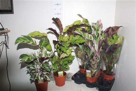 Горшечные цветы и растения оптом Calat Fusion Yellow + Fusion White от 6шт из Голландии с доставкой по России