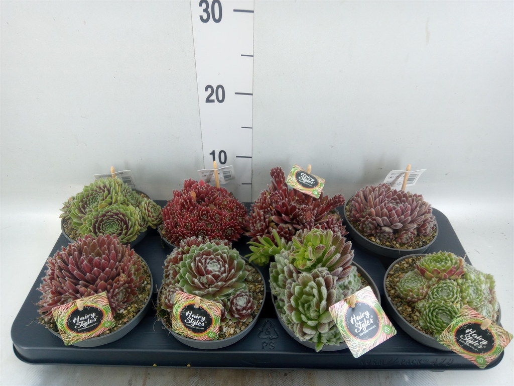 Горшечные цветы и растения оптом Sempervivum   ... от 8шт из Голландии с доставкой по России