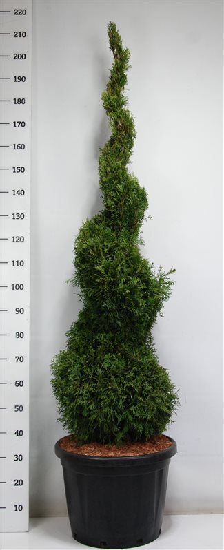 Горшечные цветы и растения оптом Thuja Occ Smaragd Spiral от 1шт из Голландии с доставкой по России