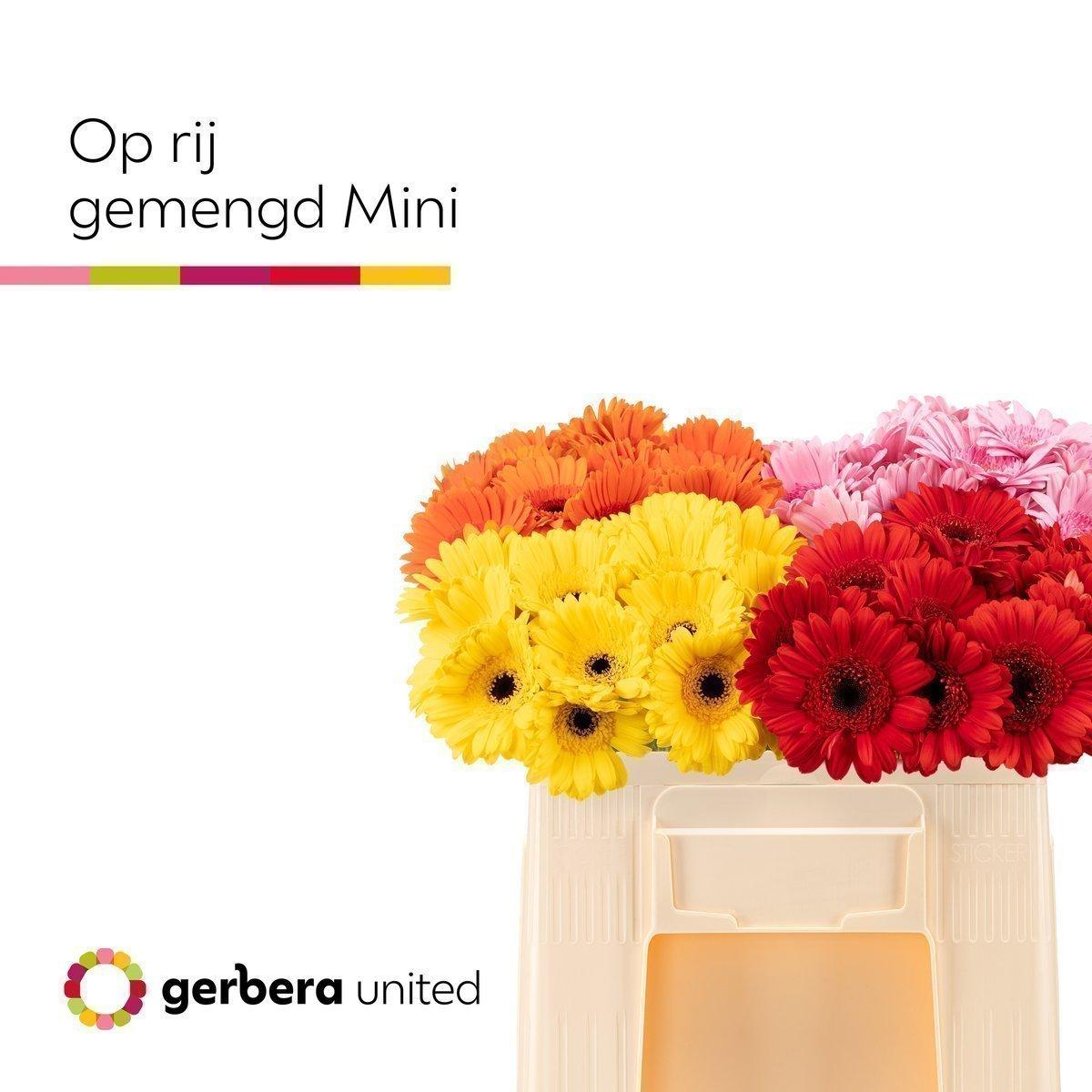 Срезанные цветы оптом Germini mix in row A от 60шт из Голландии с доставкой по России