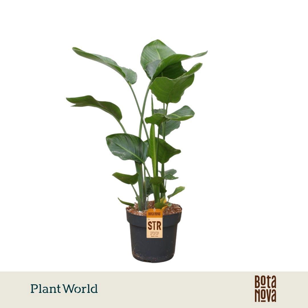 Горшечные цветы и растения оптом Strelitzia Nicolai 3pp 100-120cm от 1шт из Голландии с доставкой по России