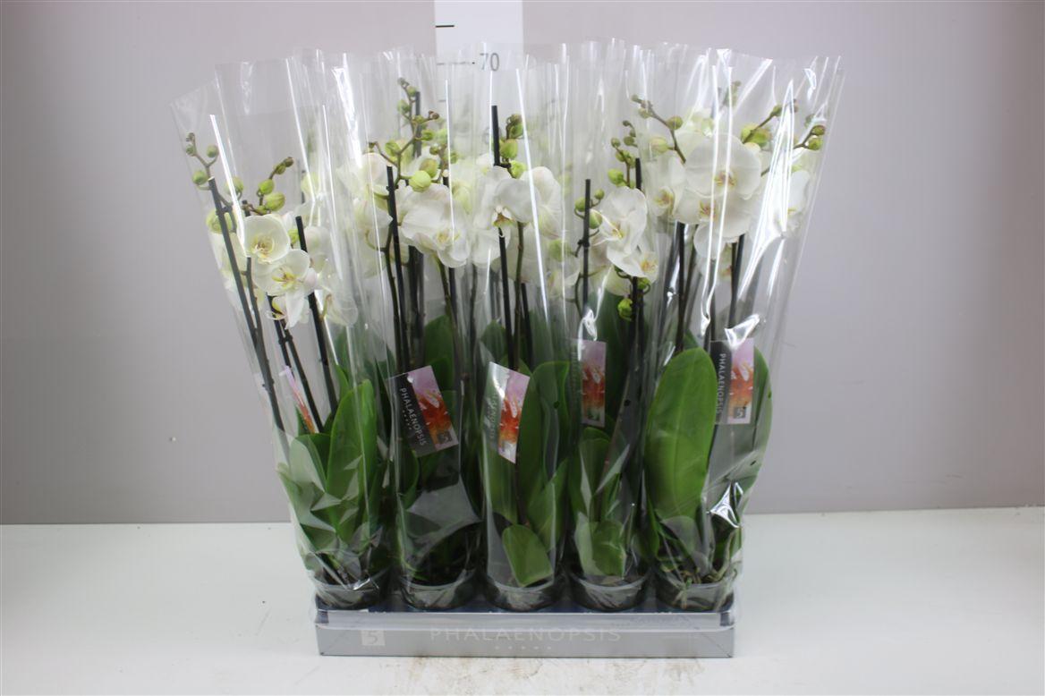 Горшечные цветы и растения оптом Phal Wit 3 Tak от 10шт из Голландии с доставкой по России