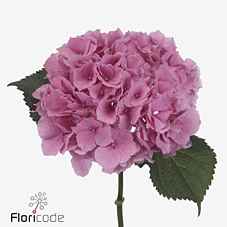 Срезанные цветы оптом Hydrangea royal salute от 10шт из Голландии с доставкой по России