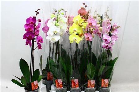 Горшечные цветы и растения оптом Phal Gemengd 7 Kleuren 2 Branches 16+ от 10шт из Голландии с доставкой по России