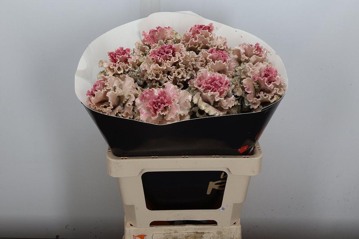 Срезанные цветы оптом Brassica wax fringed classic pink от 10шт из Голландии с доставкой по России