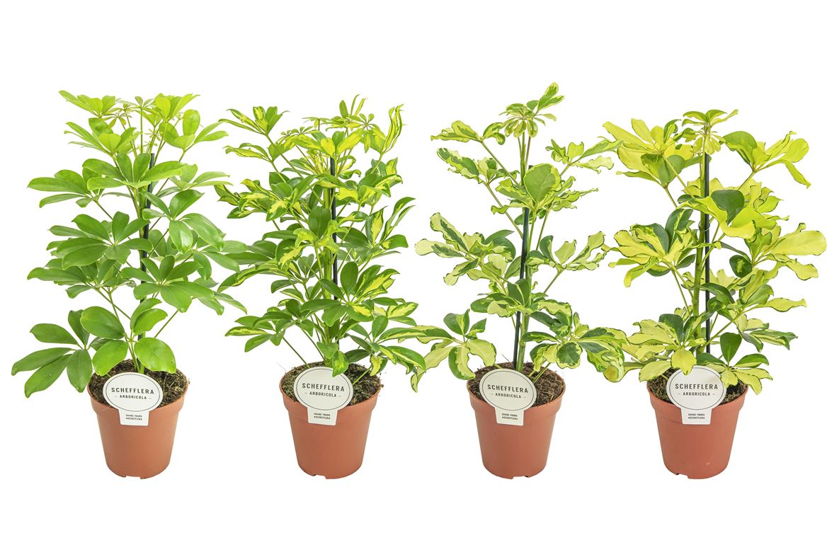Горшечные цветы и растения оптом Schefflera Mix от 8шт из Голландии с доставкой по России
