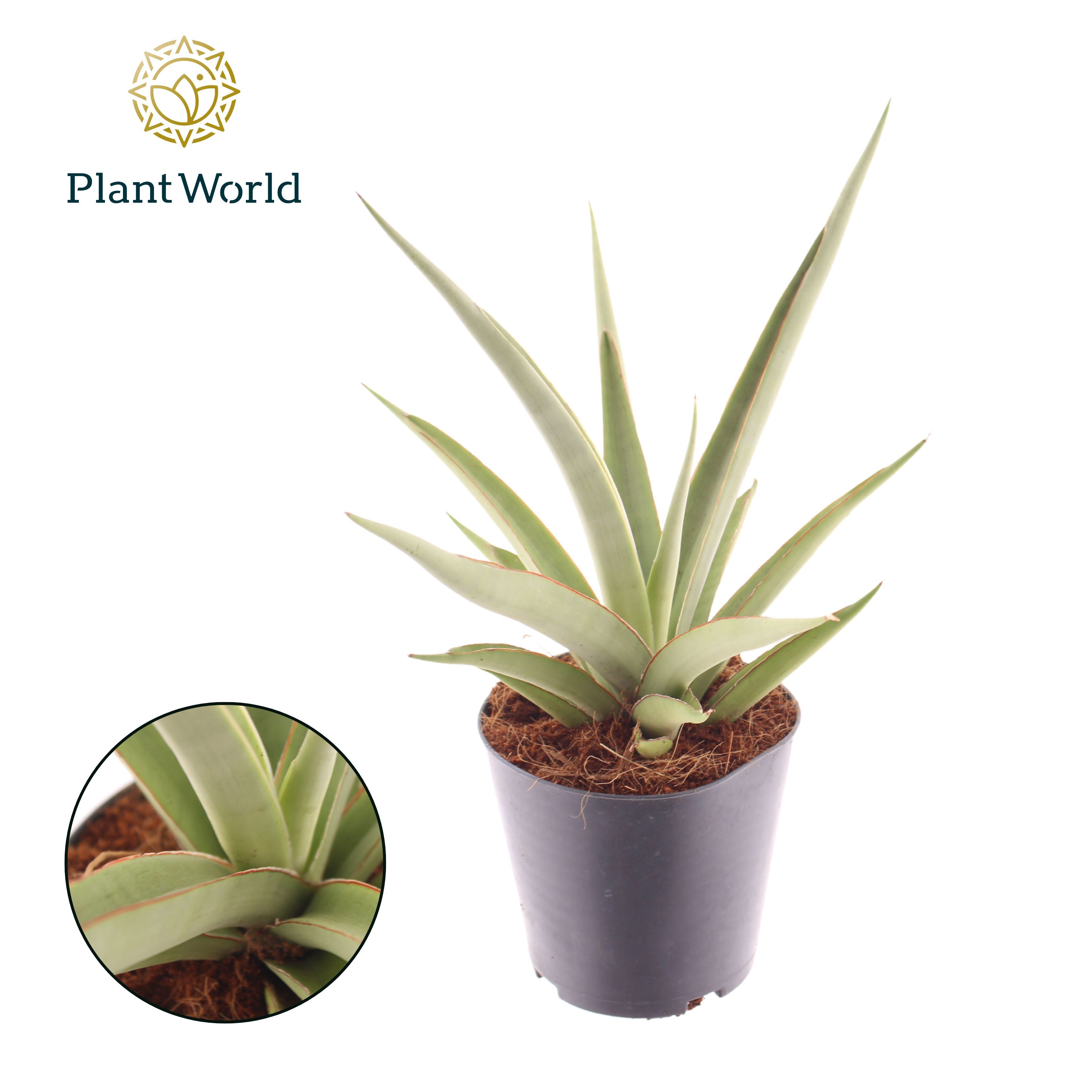 Горшечные цветы и растения оптом Sansevieria Silver Syreni от 6шт из Голландии с доставкой по России