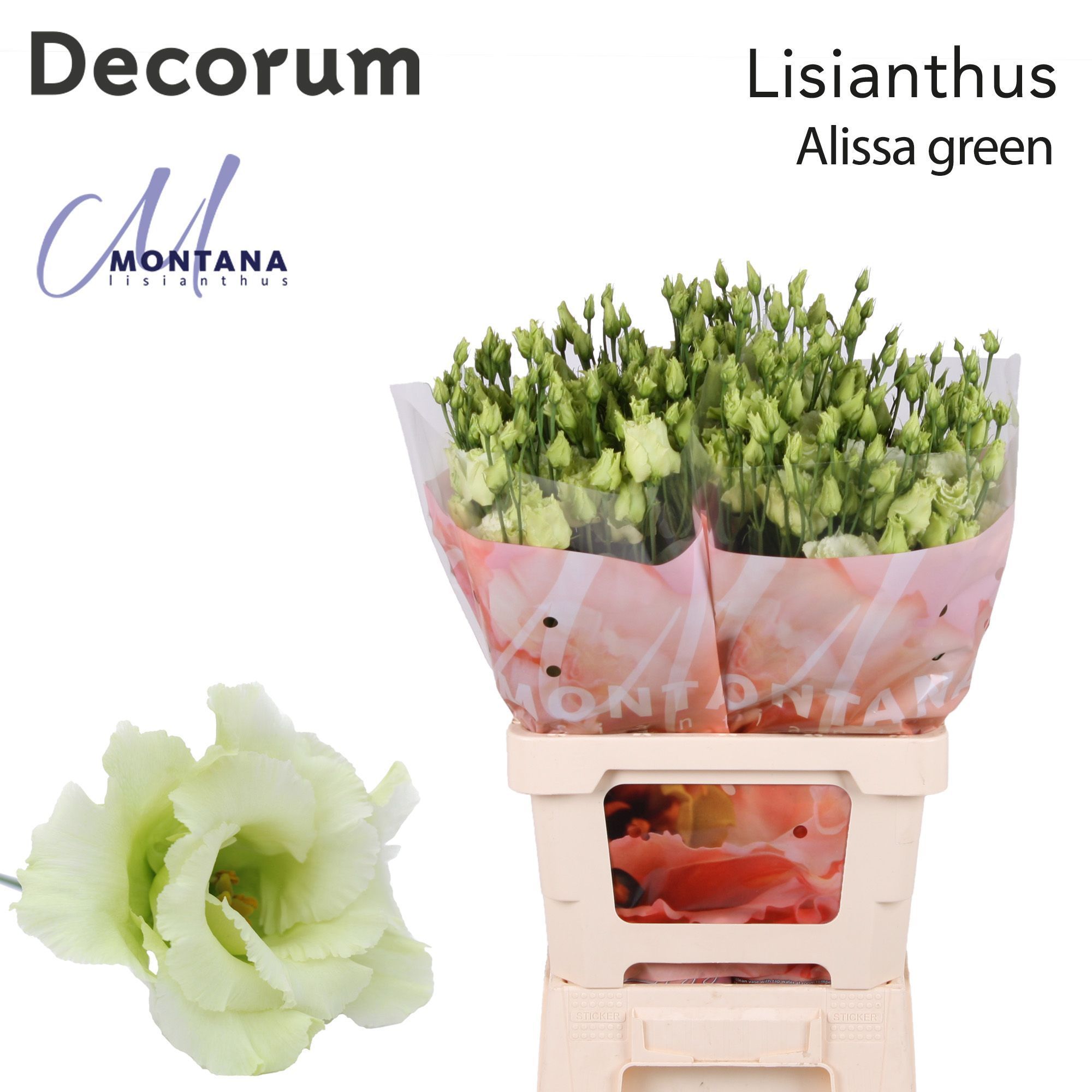 Срезанные цветы оптом Lisianthus do alissa green от 20шт из Голландии с доставкой по России