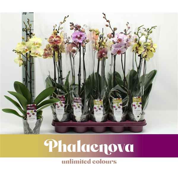 Горшечные цветы и растения оптом Phal 2st Taiwan  Mix 16+ (phalaenova) от 10шт из Голландии с доставкой по России
