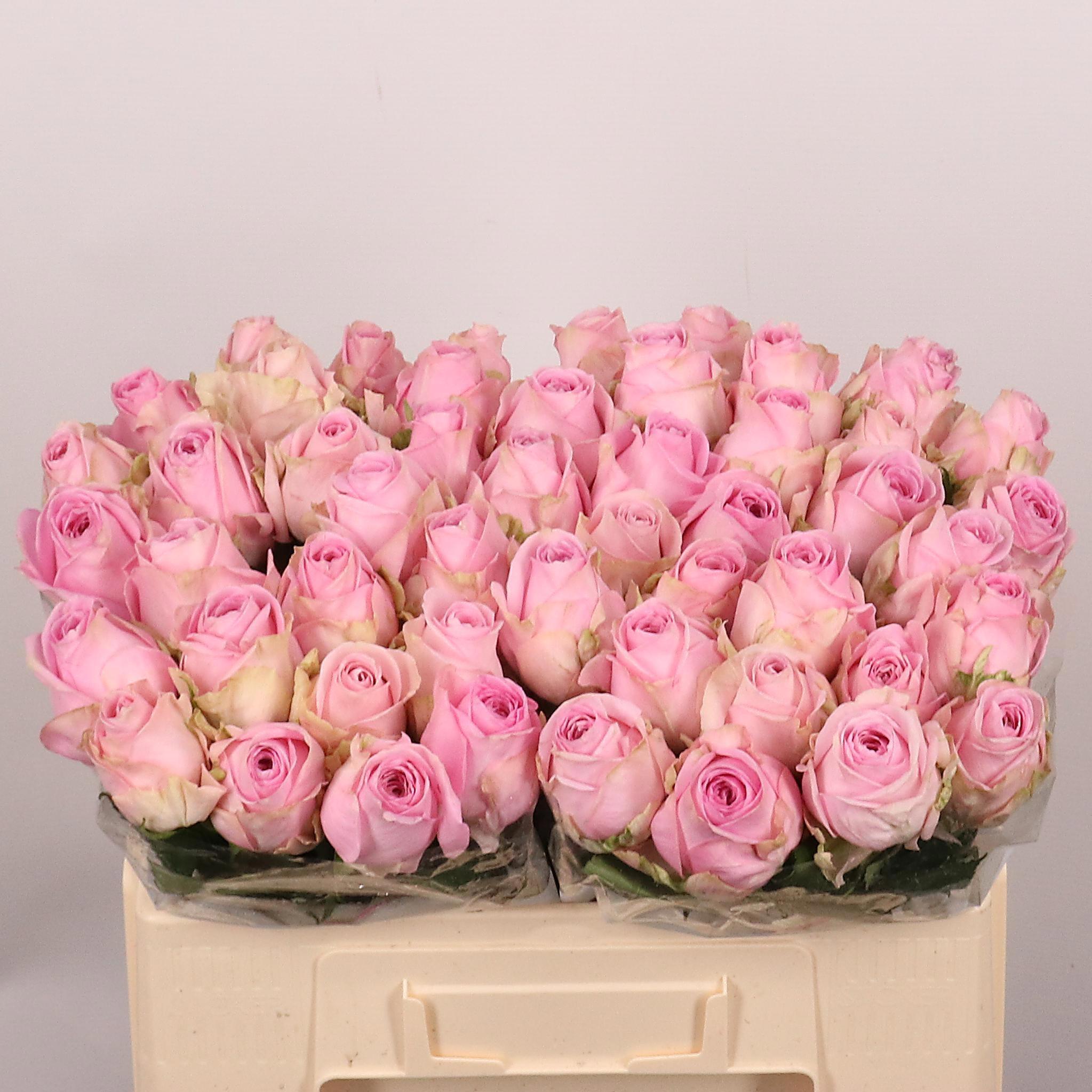 Срезанные цветы оптом Rosa large heidi от 50шт. из Голландии с доставкой по России
