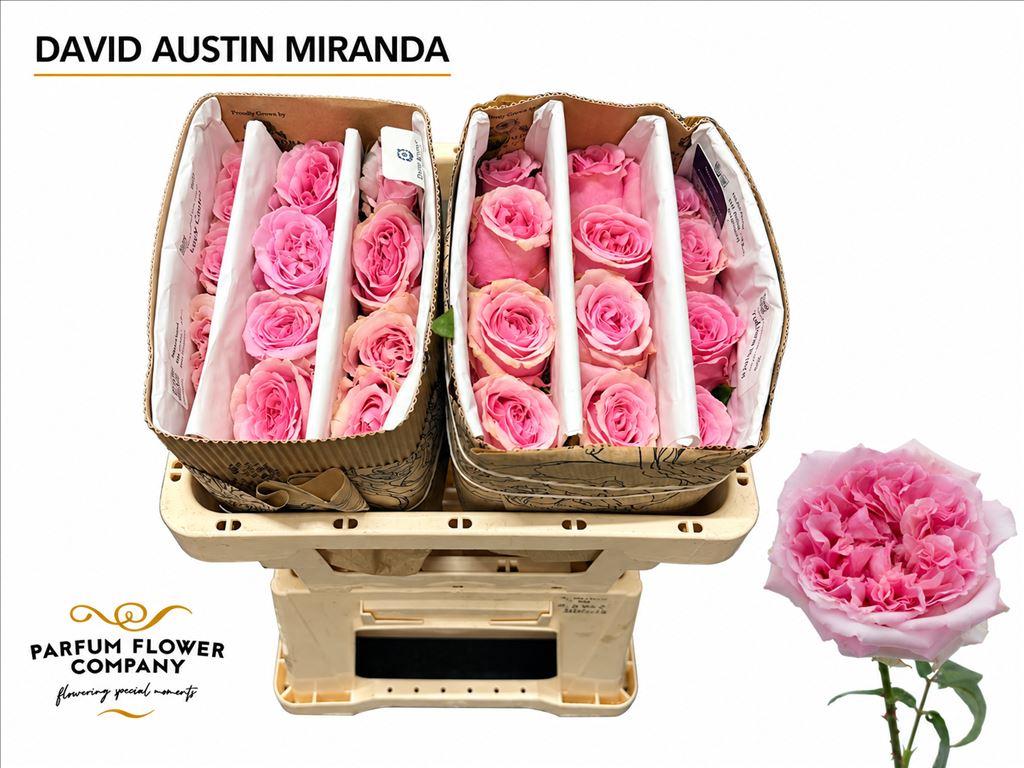 Срезанные цветы оптом Rosa large austin miranda от 24шт из Голландии с доставкой по России
