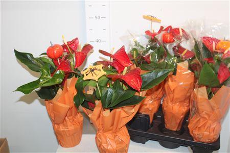 Горшечные цветы и растения оптом Anthu A Mauii Red 4-5 Bloemen+ от 6шт из Голландии с доставкой по России
