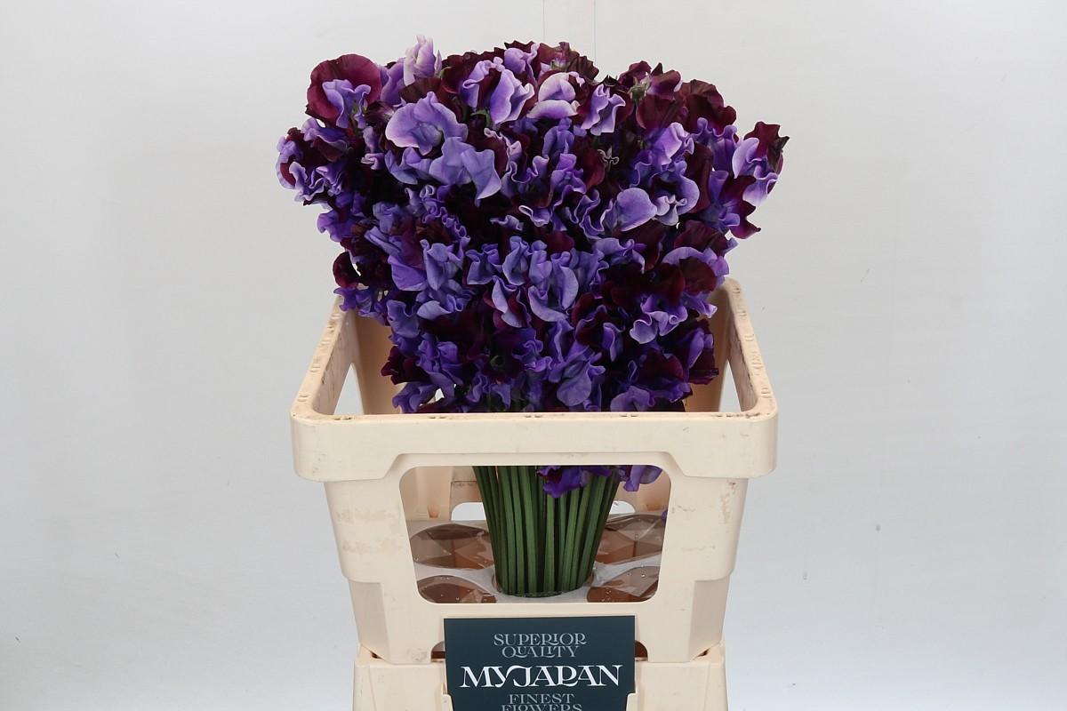 Срезанные цветы оптом Lathyrus paint shibiku от 50шт из Голландии с доставкой по России