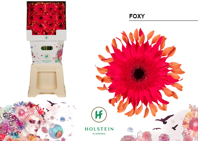 Срезанные цветы оптом Gerbera diamond gerpasta foxy от 45шт из Голландии с доставкой по России