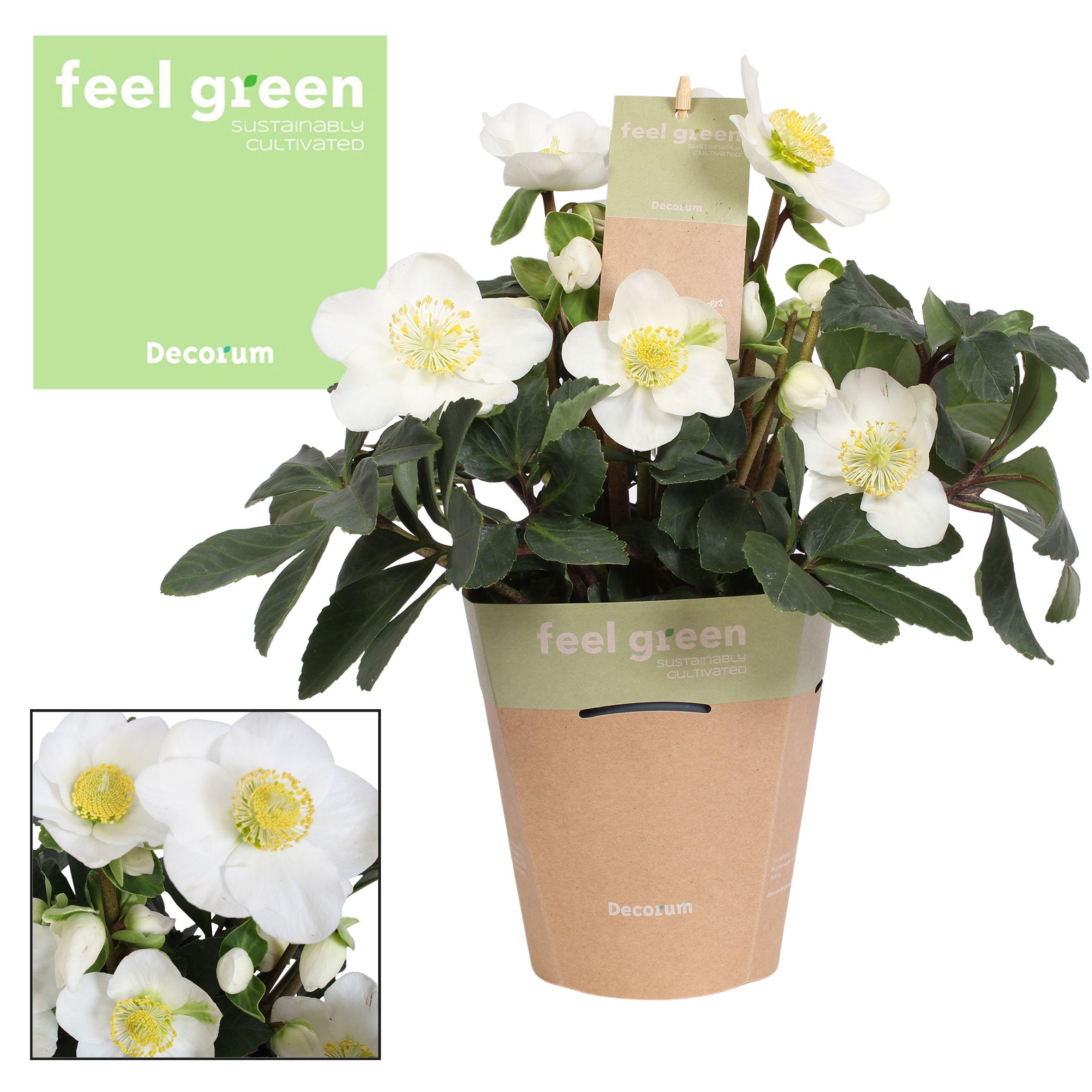 Горшечные цветы и растения оптом Helleborus N. Christmas Carol 12cm (l) Feel Green от 6шт из Голландии с доставкой по России