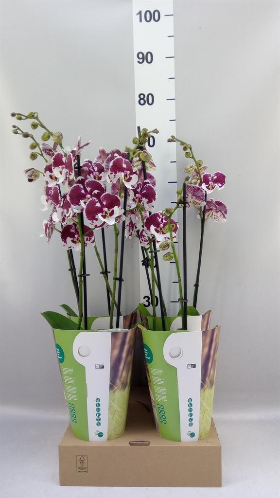 Горшечные цветы и растения оптом Phalaenopsis fc Untold Storie от 4шт из Голландии с доставкой по России