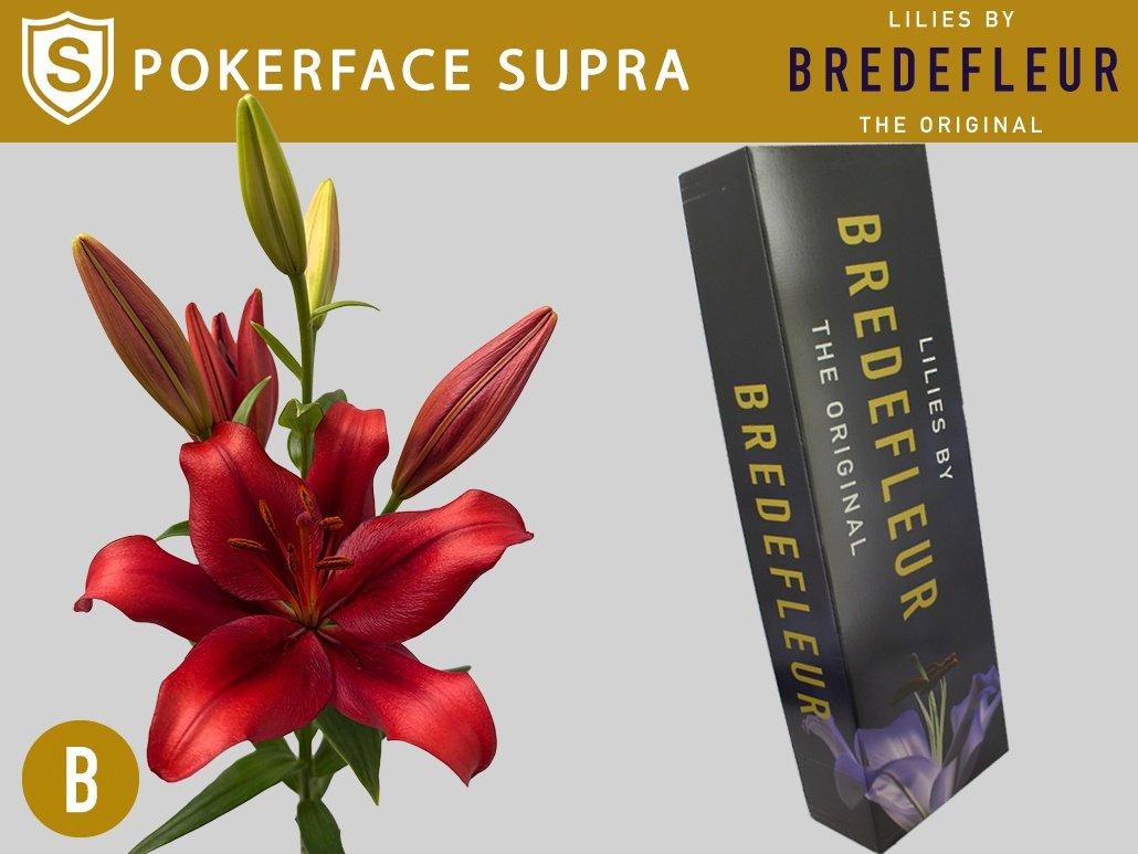 Срезанные цветы оптом Lilium la pokerface от 80шт из Голландии с доставкой по России