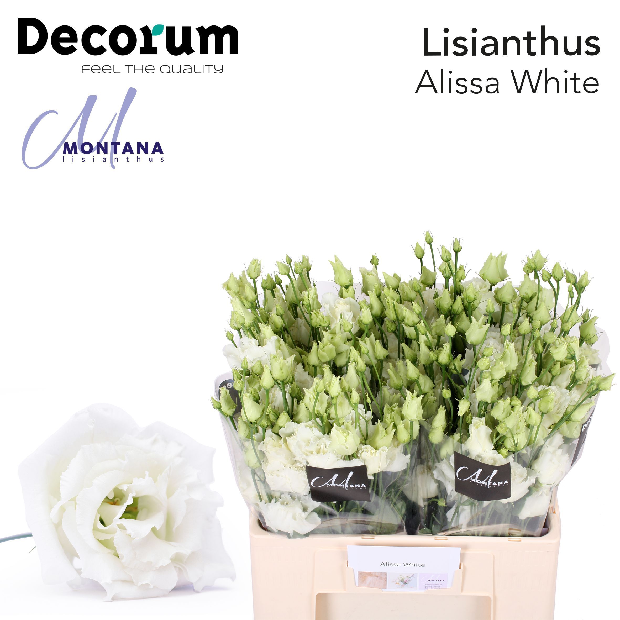 Срезанные цветы оптом Lisianthus do alissa white от 50шт из Голландии с доставкой по России