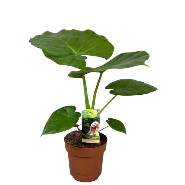 Горшечные цветы и растения оптом Alocasia Macrorrhiza от 1шт (для телеги) из Голландии с доставкой по России