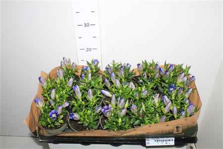 Горшечные цветы и растения оптом Gent R D Blue Heart от 15шт из Голландии с доставкой по России