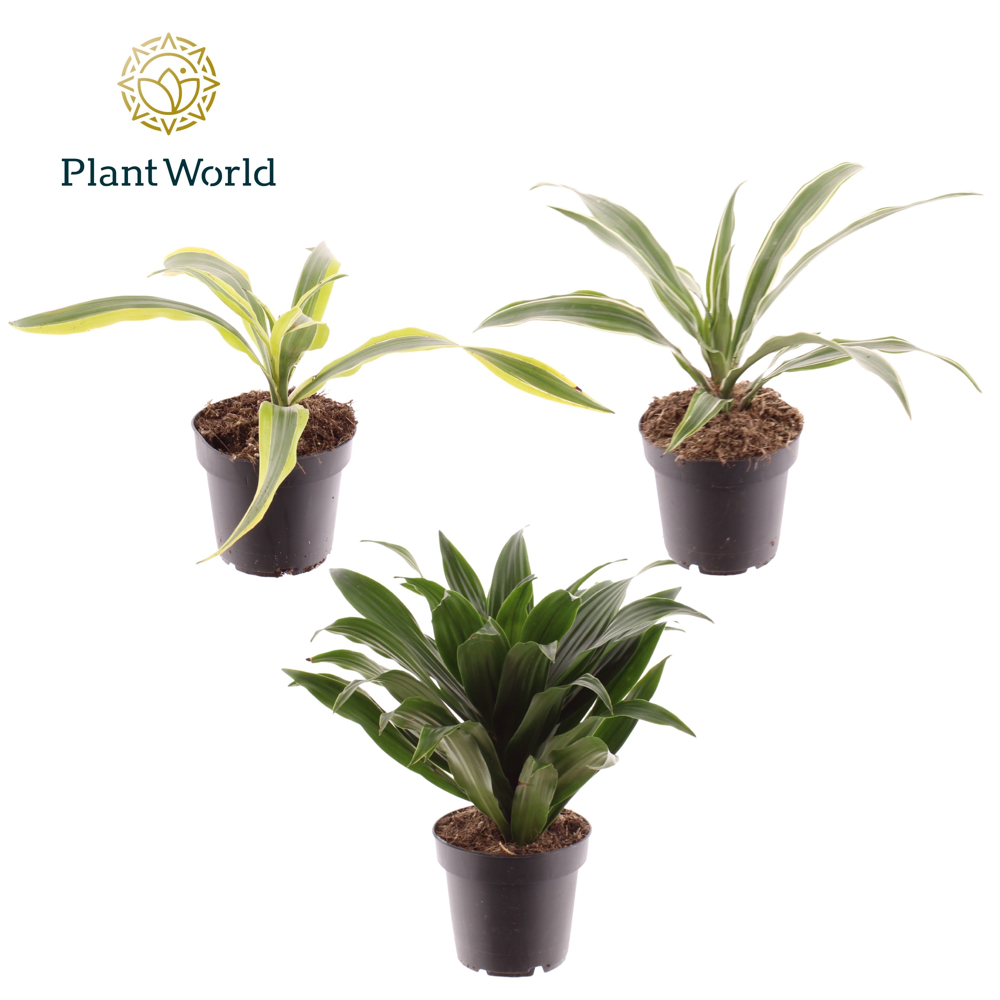Горшечные цветы и растения оптом Dracaena Fragrans Gemengd от 10шт из Голландии с доставкой по России