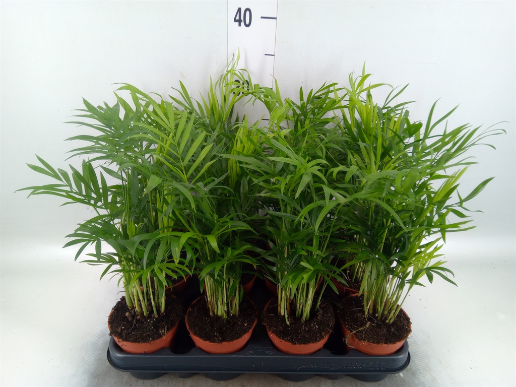 Горшечные цветы и растения оптом Chamaedorea Elegans от 12шт (для телеги) из Голландии с доставкой по России