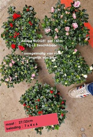 Горшечные цветы и растения оптом Azalea Flandresse Mix Budget от 6шт из Голландии с доставкой по России