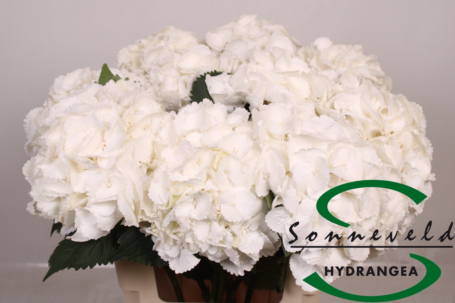 Срезанные цветы оптом Hydrangea royal princess от 10шт. из Голландии с доставкой по России