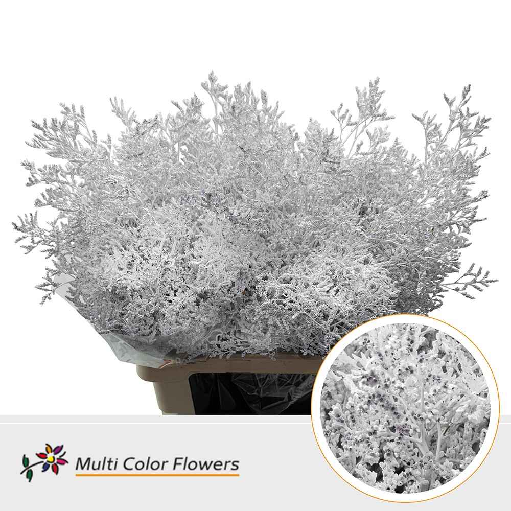 Срезанные цветы оптом Limonium paint white от 50шт из Голландии с доставкой по России