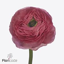 Срезанные цветы оптом Ranunculus success charleston от 50шт из Голландии с доставкой по России