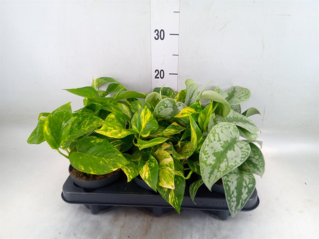 Горшечные цветы и растения оптом Epipremnum Pinn.   ...mix от 6шт из Голландии с доставкой по России