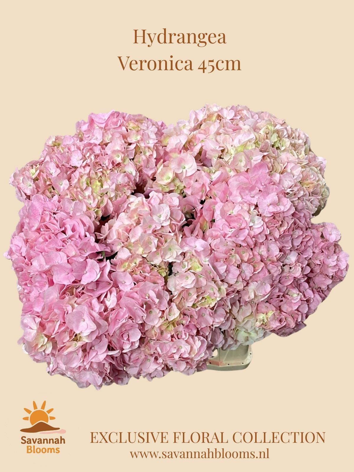 Срезанные цветы оптом Hydrangea veronica от 10шт из Голландии с доставкой по России