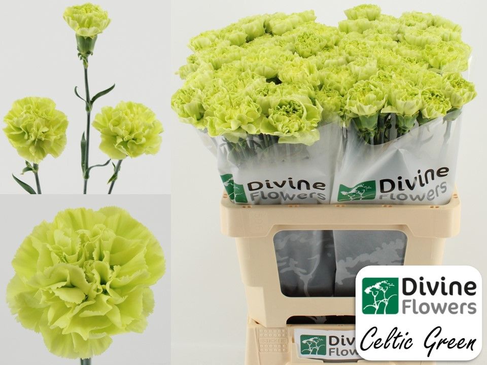 Срезанные цветы оптом Dianthus st celtic green от 80шт из Голландии с доставкой по России