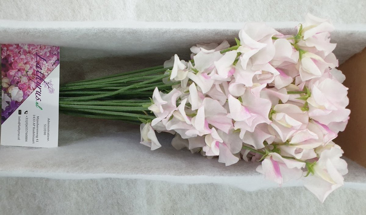 Срезанные цветы оптом Lathyrus wedding white (white-pink) от 50шт из Голландии с доставкой по России